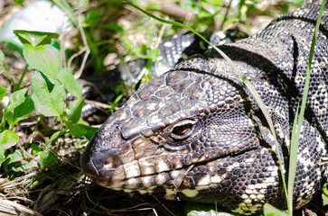 Lagarto Overo en libertad