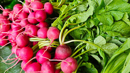 Fresh radish at the market