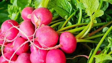 Fresh radish at the market