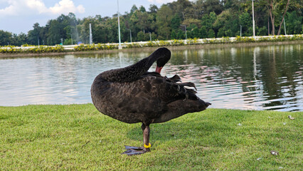 Black swan preening its feathers.