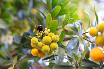 A busy bumblebee gathers pollen from an arbutus tree adorned with vibrant fruits and lush green foliage, illustrating the beauty of nature in full bloom.