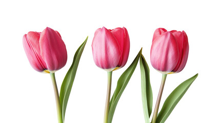 Fototapeta premium Three pink tulips with water droplets isolated on transparent background