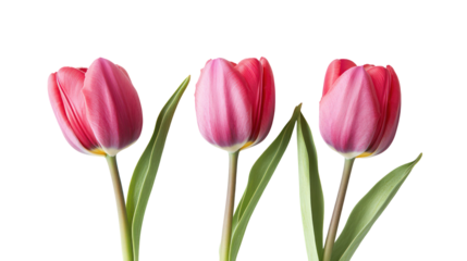 Three pink tulips with water droplets isolated on transparent background