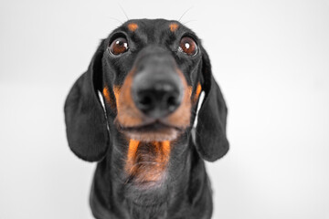 Adorable dachshund puppy with wide eyes and expressive features, captured in a close-up shot against a white background. perfect for pet lovers and animal-themed designs.