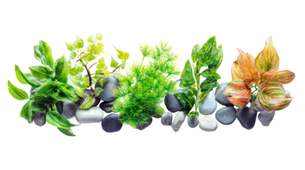 Aquarium plants and rocks arranged on a transparent background isolated on transparent background