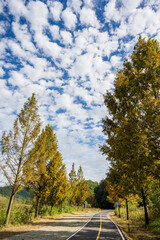 Autumn road lined with golden trees under a blue sky
