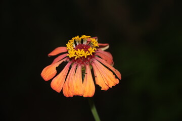 orange flower on black background