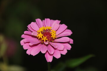 Obraz premium pink flower on black background