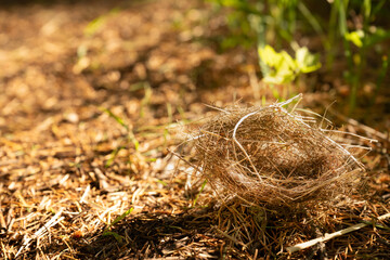 Fallen Birds Nest Sits On Edge Of Trail In Grand Teton