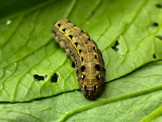 The caterpillars (larvae) are greenish brown with a pattern of black and yellow spots, on a green vegetable with holes, indicating feeding activity. Macro photo.