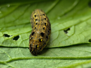 The caterpillars (larvae) are greenish brown with a pattern of black and yellow spots, on a green vegetable with holes, indicating feeding activity. Macro photo.
