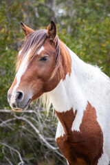 Fototapeta premium Close-up portrait of a wild horse with brown and white coat at Assateague Island National Seashore, Maryland, USA. Known as the Assateague ponies, these wild horses roam freely across the island’s.