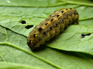 The caterpillars (larvae) are greenish brown with a pattern of black and yellow spots, on a green...