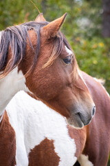 Obraz premium Close-up portrait of a wild horse with brown and white coat at Assateague Island National Seashore, Maryland, USA. Known as the Assateague ponies, these wild horses roam freely across the island’s.