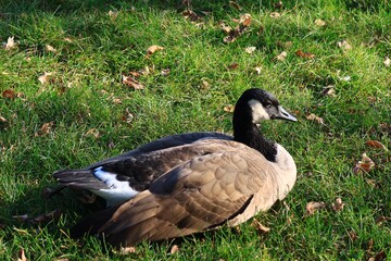 Canada goose（カナダ雁）
