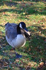 Canada goose（カナダ雁）