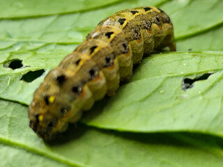 The caterpillars (larvae) are greenish brown with a pattern of black and yellow spots, on a green vegetable with holes, indicating feeding activity. Macro photo.