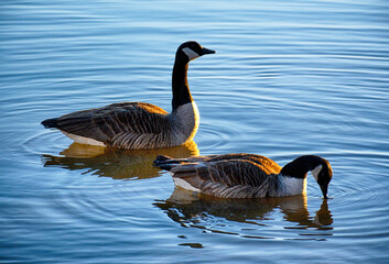 A pair of geese float peacefully on a lake at sunrise. One investigates at the water's surface...