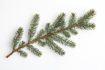 Green pine branch isolated white