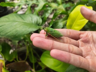 A green cicada or tonggeret insect in the hand. This insect lives in temperate to tropical climates and belongs to the Cicadidae family in the Homoptera order, known for its loud sound.