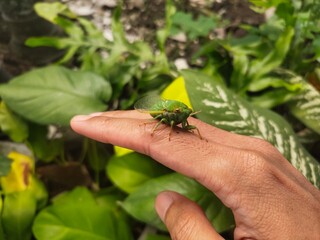 A green cicada or tonggeret insect in the hand. This insect lives in temperate to tropical climates and belongs to the Cicadidae family in the Homoptera order, known for its loud sound.