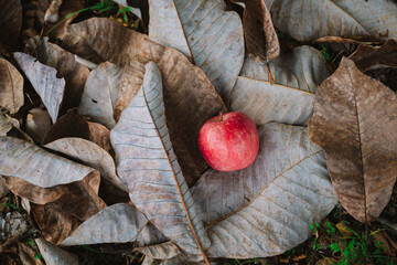 落ち葉の上のりんご