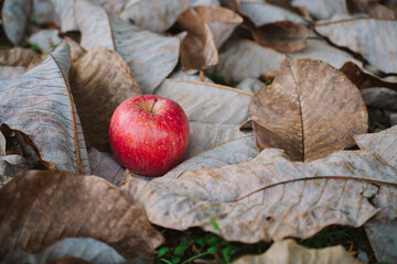 落ち葉の上のりんご