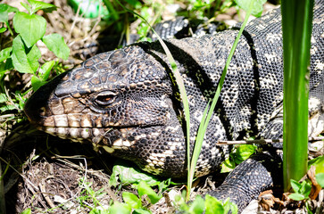Lagarto Overo en libertad