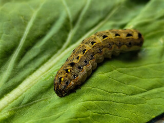 The caterpillars (larvae) are greenish brown with a pattern of black and yellow spots, on a green vegetable with holes, indicating feeding activity. Macro photo.