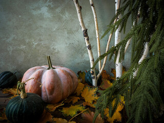 Fall rustic brown wood plank table with birch tree branches and festive autumn pumpkin and gourds, evergreen Norfolk pine tree and gold autumn leaves. Seasonal holiday decorations.