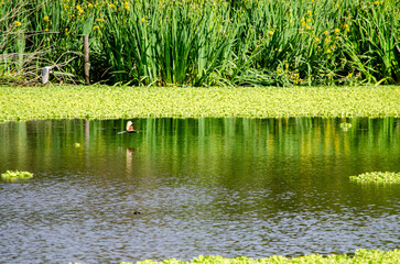 Aves volando sobre la laguna
