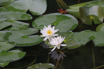 小石川後楽園。水戸徳川家の上屋敷の回遊式築山泉水庭園。