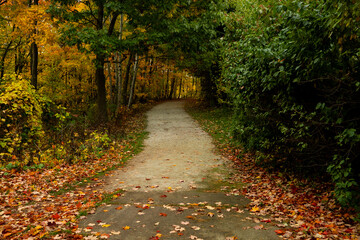 Naklejka premium Scenic Autumn Forest Path with Colorful Fallen Leaves