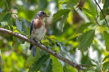 Fledgling eastern bluebird perched in a tree.