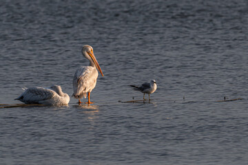 Pair of white pelicans and a ring-billed gull standing on a piece of wood in a lake.