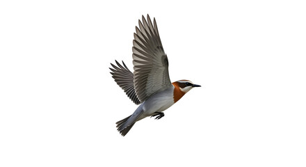 Obraz premium Graceful bird soaring mid-flight with wings spread wide, captured in stunning detail against on isolated white background for versatile design use.