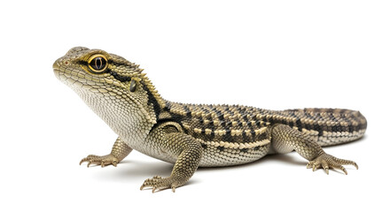 Naklejka premium Discover the fascinating details of this scaly reptile, its watchful golden eye and intricate texture bringing nature's wild beauty to life. Natural themes on isolated white background.