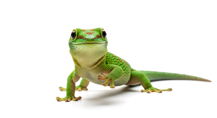 Fototapeta premium A vibrant green and yellow gecko with a striking pattern poses on isolated white background, showcasing its intricate scales and curious expression.