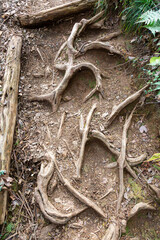 地面から剥き出しになった木の根