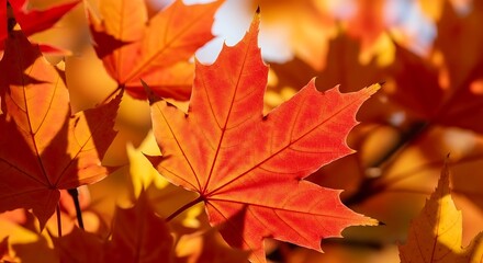 Fototapeta premium Vibrant autumn leaves up close nature's colorful season
