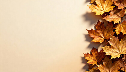 Fototapeta premium Golden maple leaves arranged on a neutral background in autumn