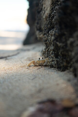 cangrejo de mar en la playa