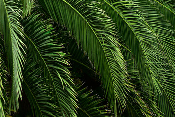 Obraz premium Green tropical Palm leaves background. Coconut leaf abstract texture background.