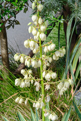 Yucca gloriosa アツバキミガヨラン