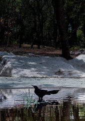 heron on a rock