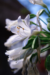 Obraz premium white magnolia flower