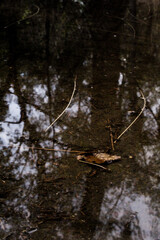 frog in the pond