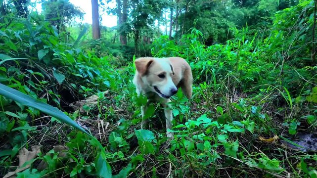 Description
4K footage of a small gray dog sitting peacefully under a tree, surrounded by lush green forest and natural light. The scene reflects tranquility, freshness, and the simple beauty of anima