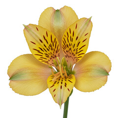 Yellow Alstroemeria Flower Isolated Transparent Background Realistic Photo