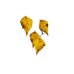Yellow Autumn Leaves Isolated on Ochre Background Realistic Photo